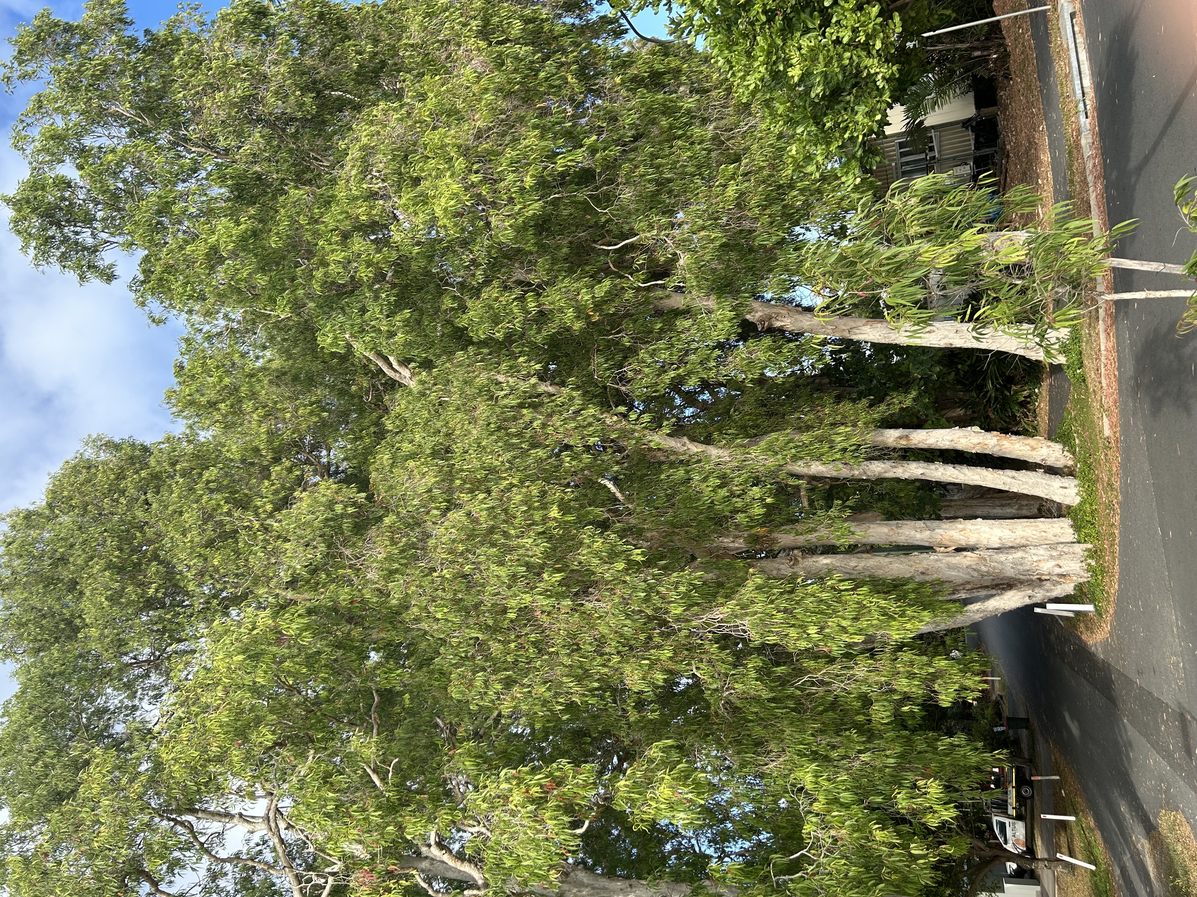 The Trees - Melaleuca trees on the Cairns Esplanade